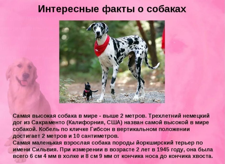Стаффордширский терьер альбинос
