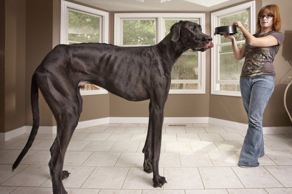German Shorthaired Pointer Running