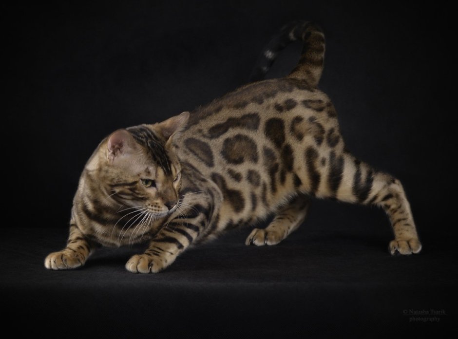 Бенгальская вислоухая кошка