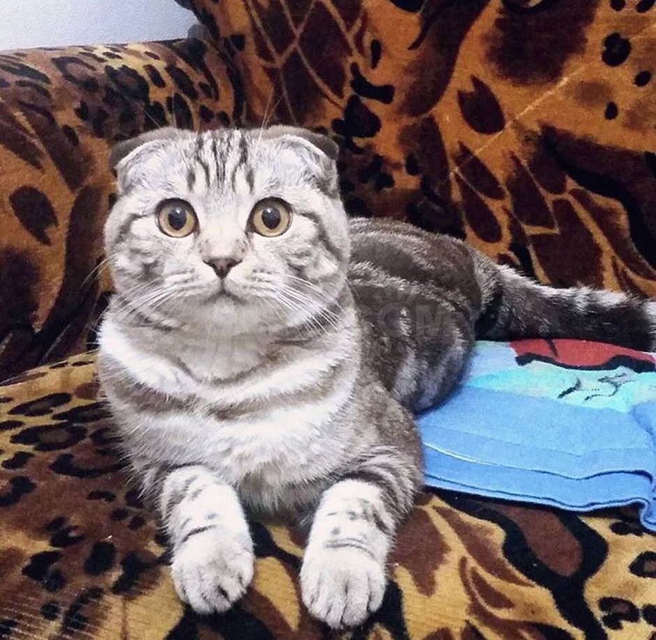 Бенгальская кошка табби