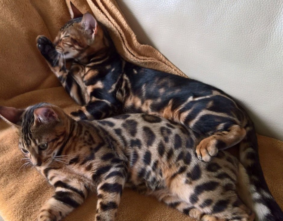 Бенгальский вислоухий кот