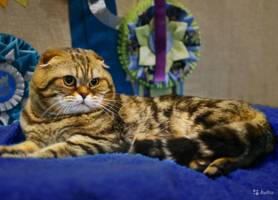 Бенгальский вислоухий кот