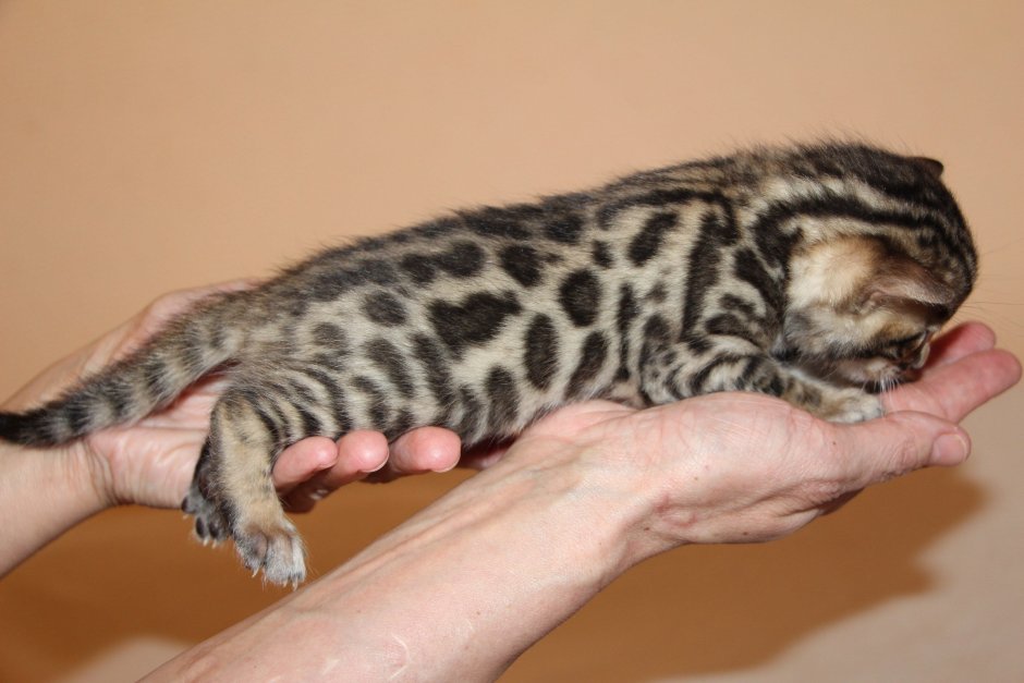 Бенгальский вислоухий кот