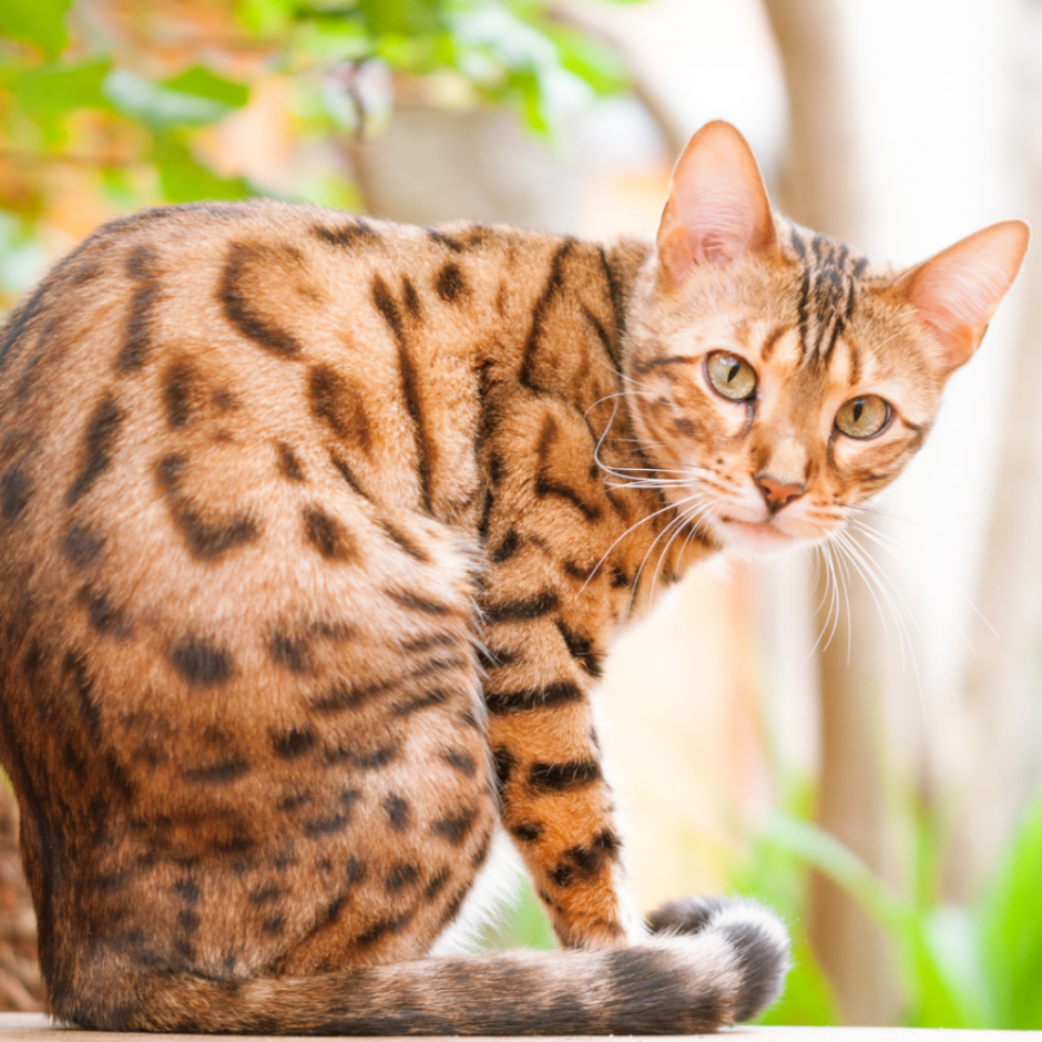 Бенгальская кошка