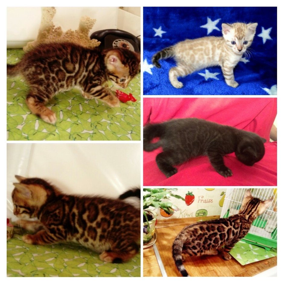 Бенгальский вислоухий кот