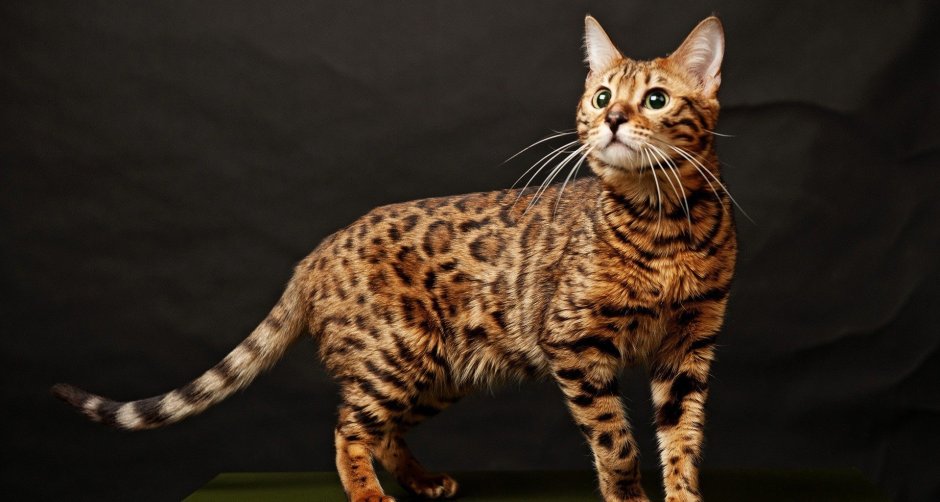 Абинская кошка + Бенгальская кошка