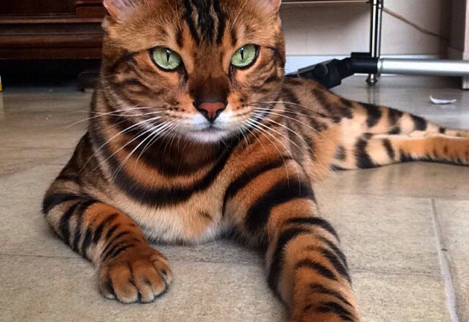 Бенгальская вислоухая кошка