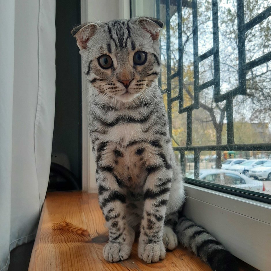 Бенгальская кошка котенок