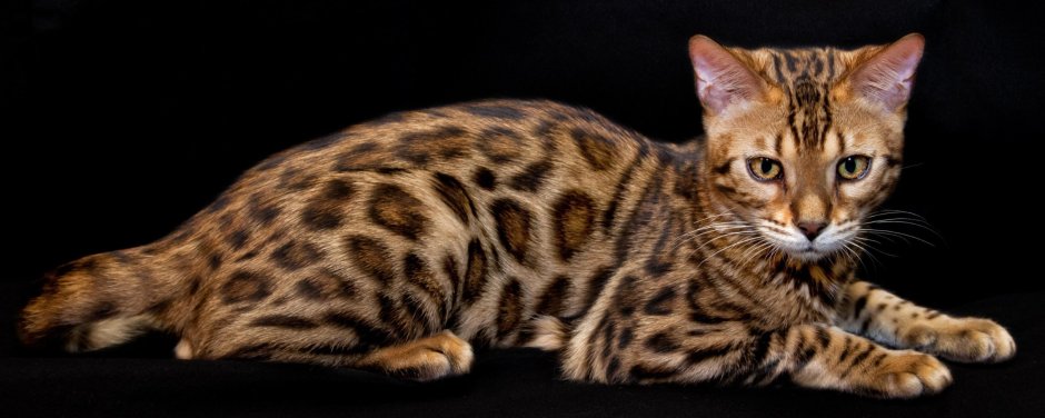 Бенгальская короткошерстная кошка