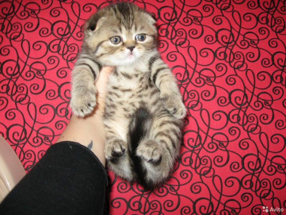 Бенгальский вислоухий кот