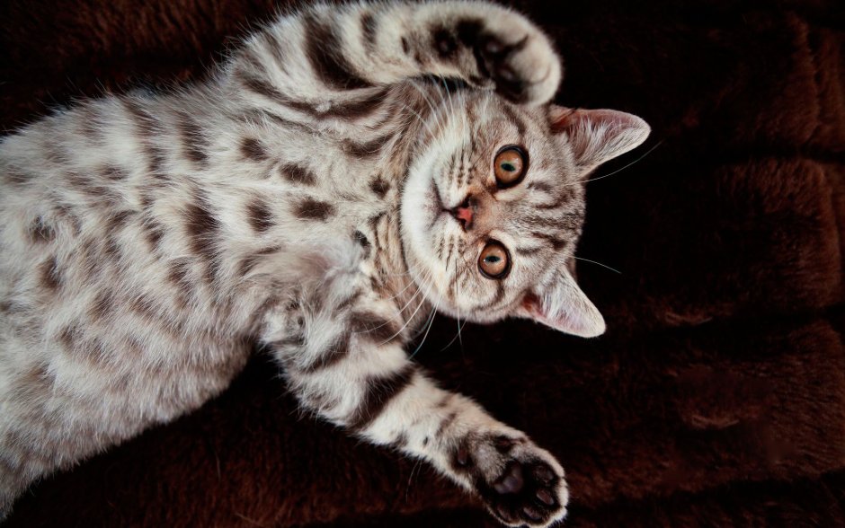Бенгальская короткошерстная кошка