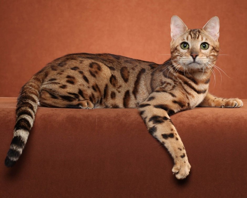 Бенгальская кошка