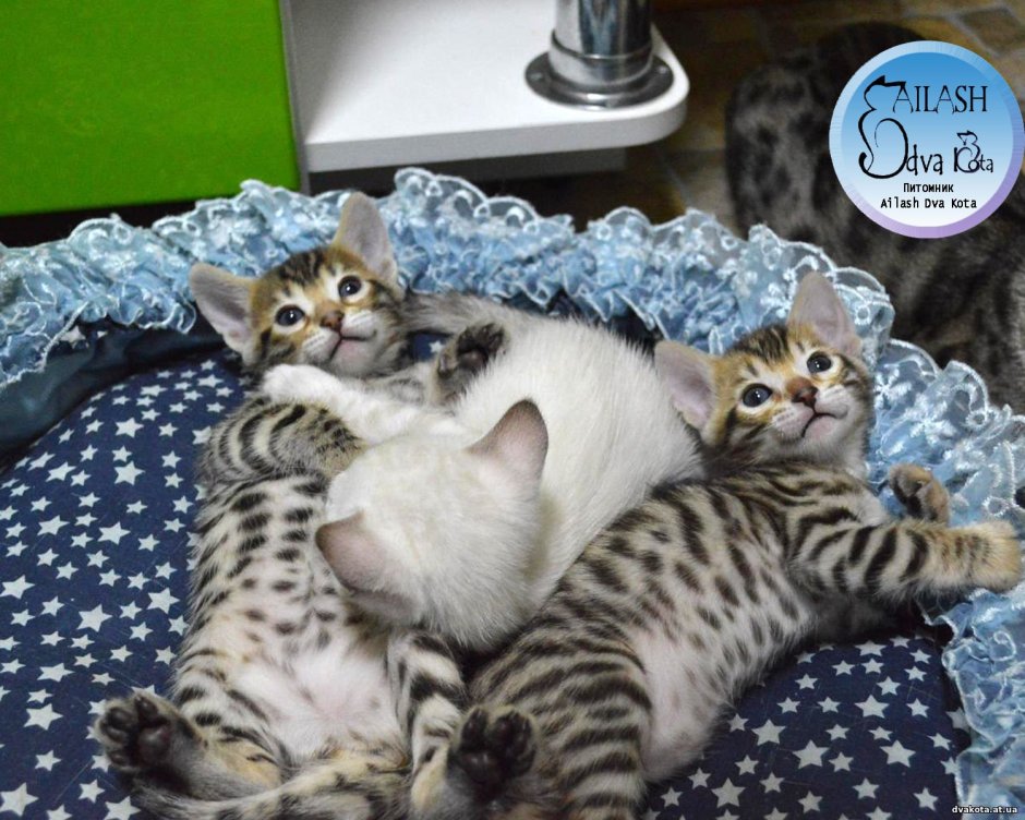 Титулованный бенгальский кот