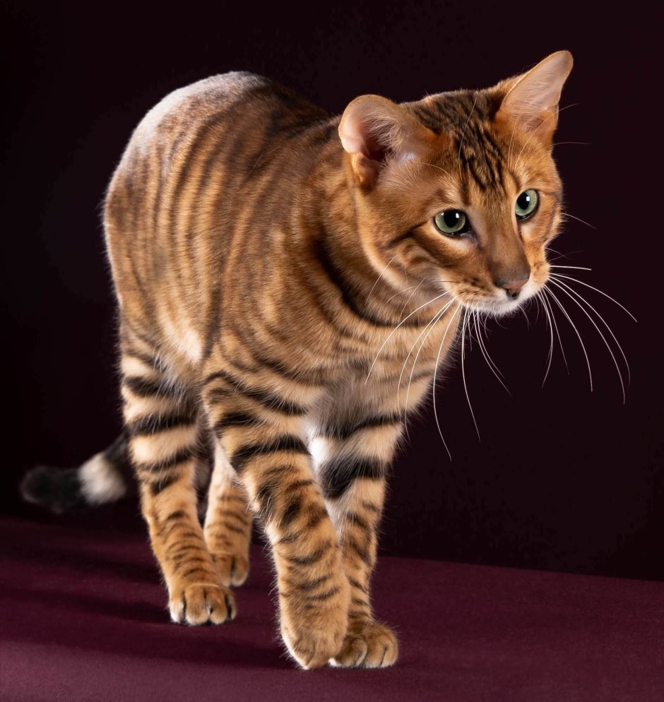 Бенгальская кошка
