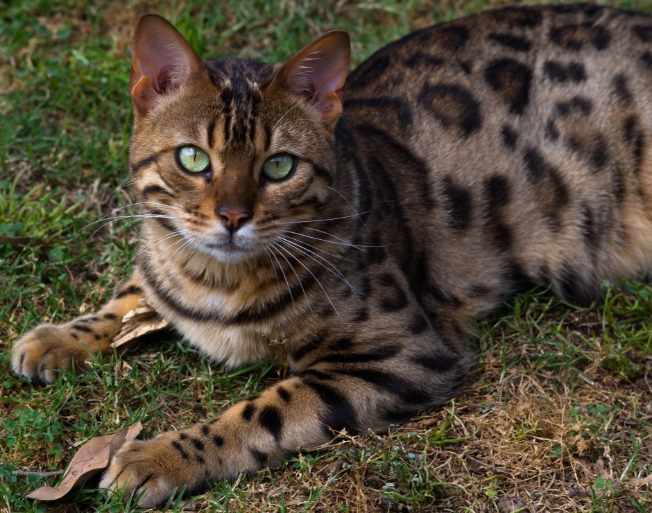 Бенгальская кошка