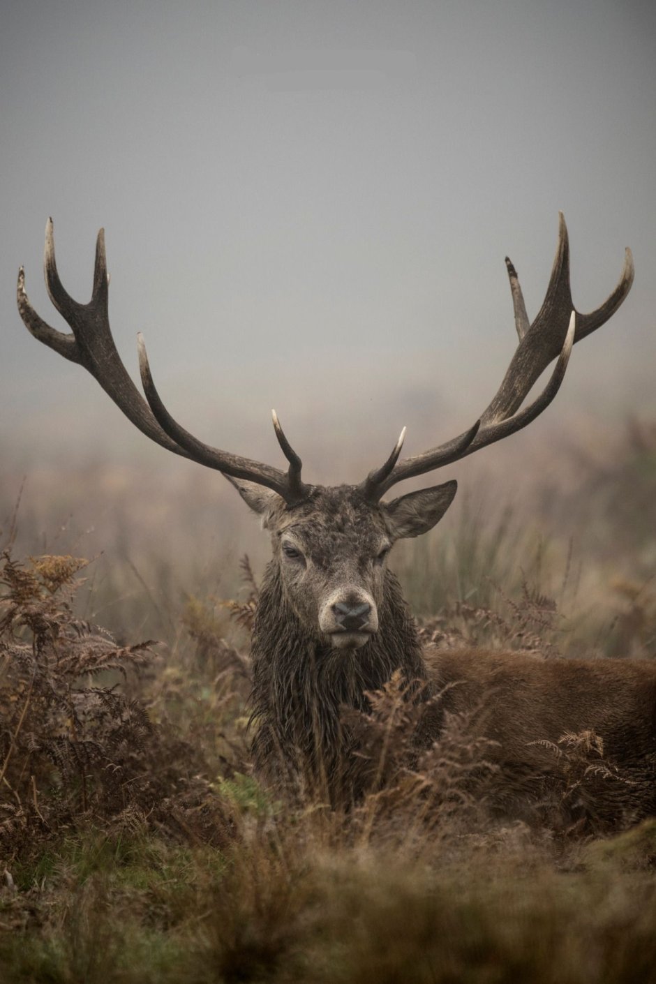 Оленей Cervus Campestris