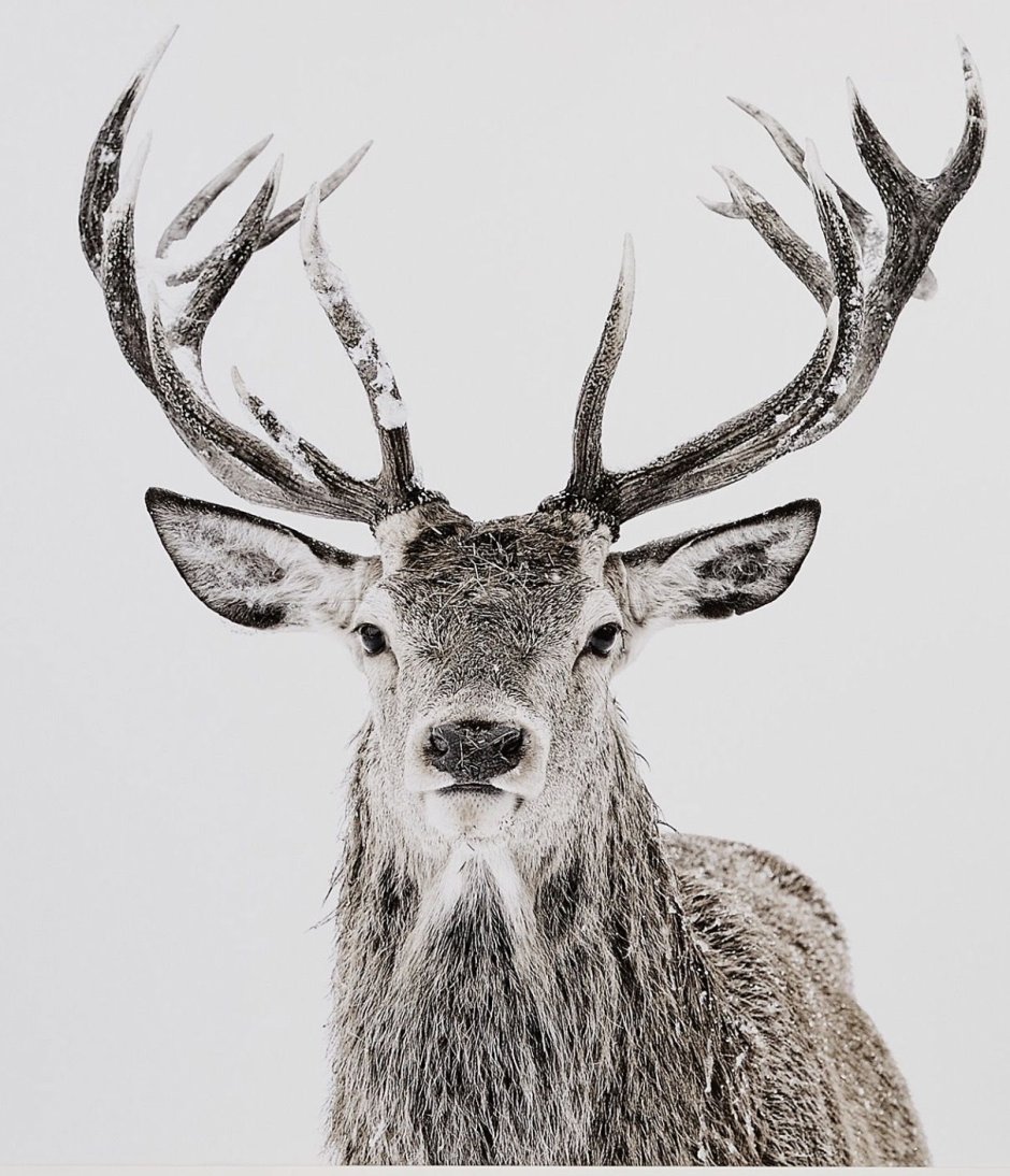 Baratheon Antler Crown