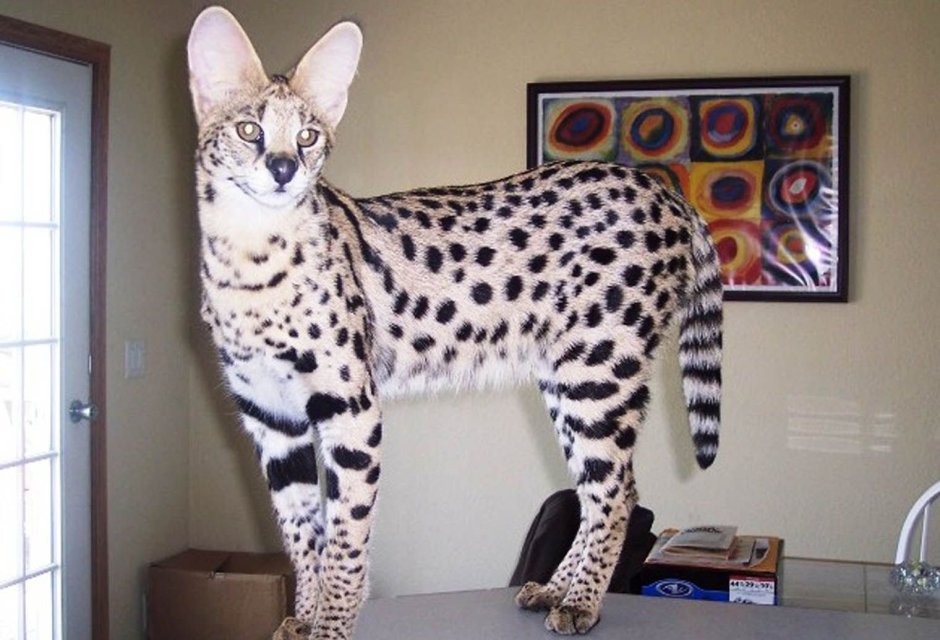 Кошка за 1000000 рублей