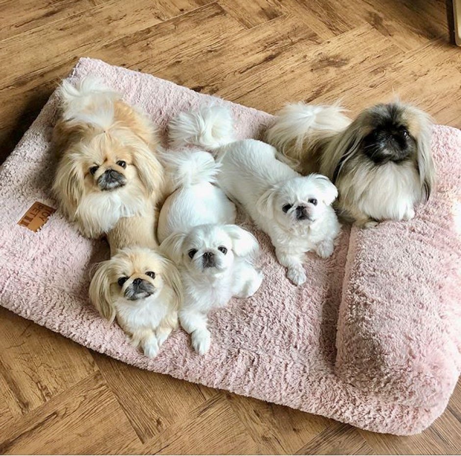 Пекинес щенок