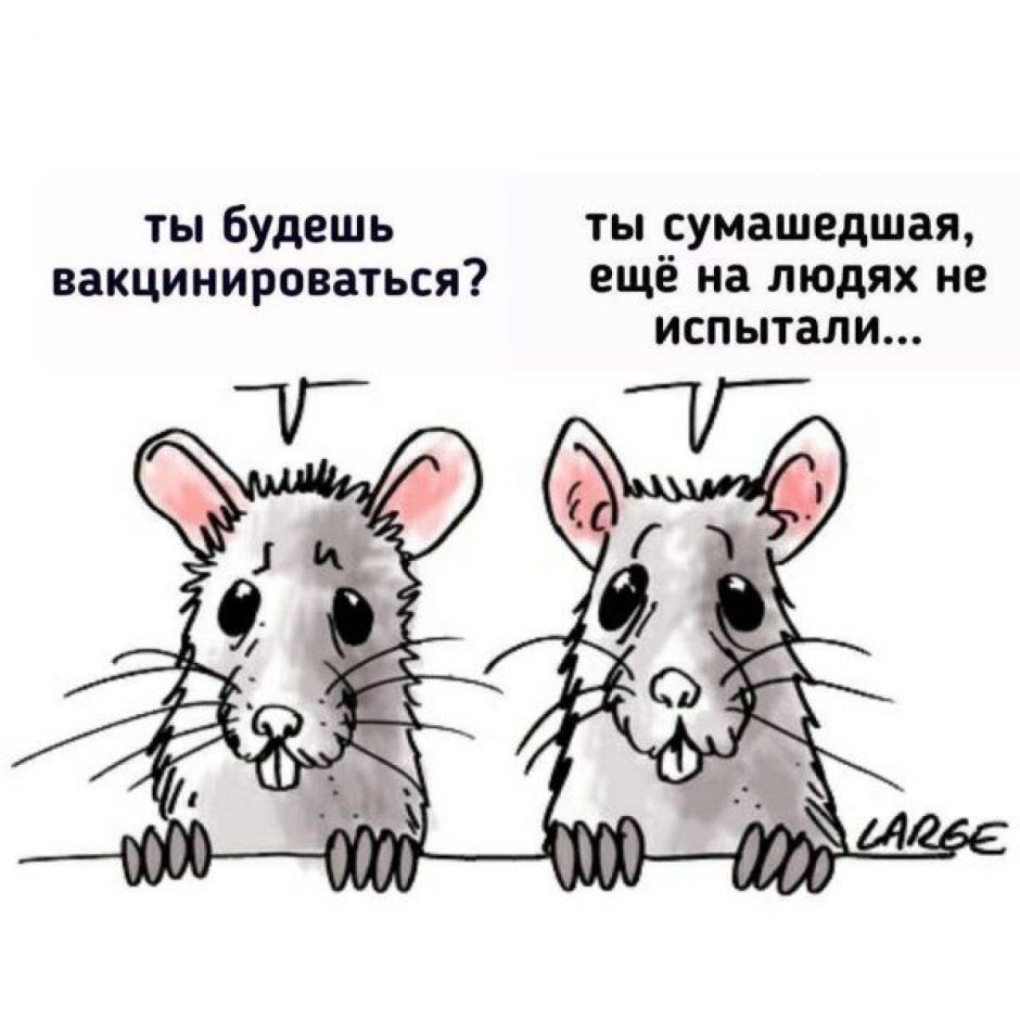 Крыса спит