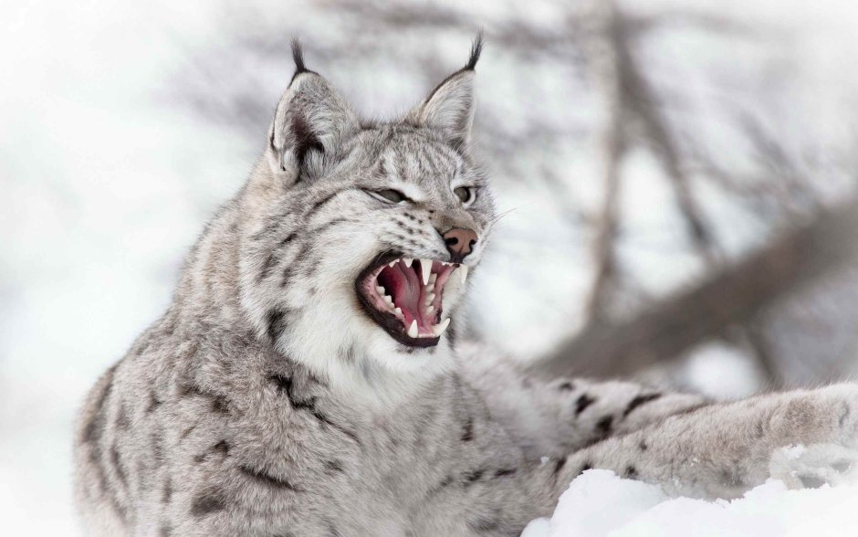 Lynx issiodorensis