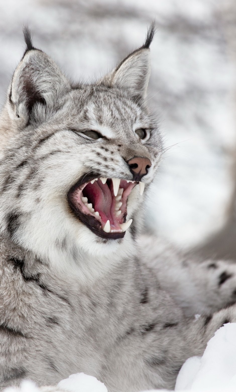Lynx issiodorensis