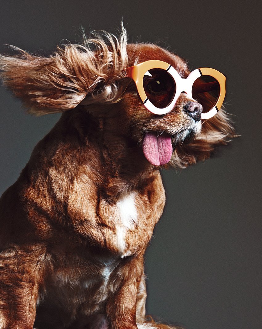 Модные собаки в очках