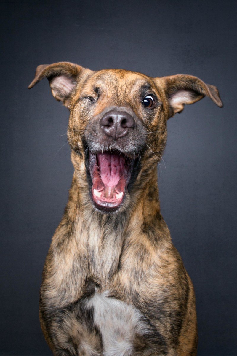 Сумасшедшие собаки