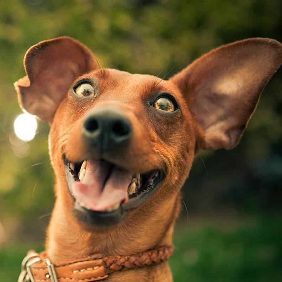 Довольная собака