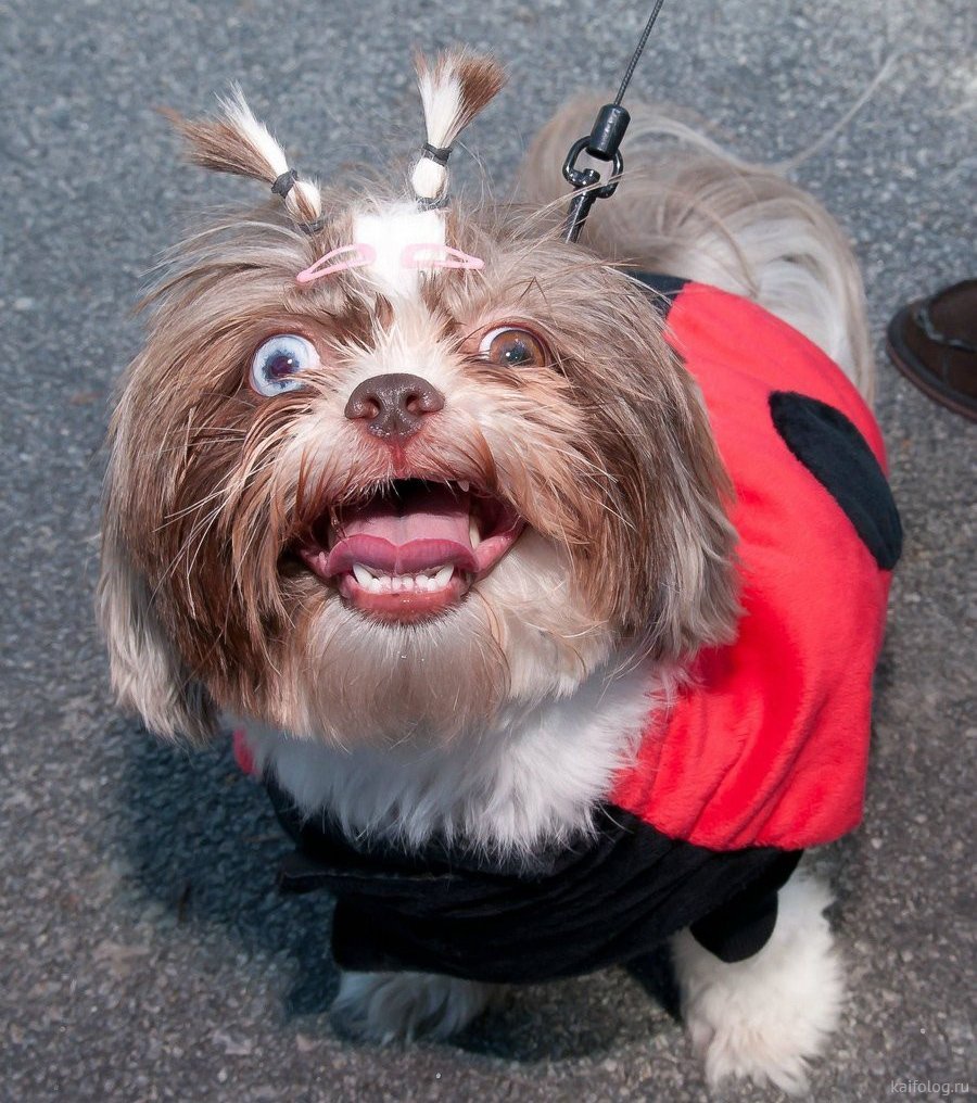 Смешные собаки