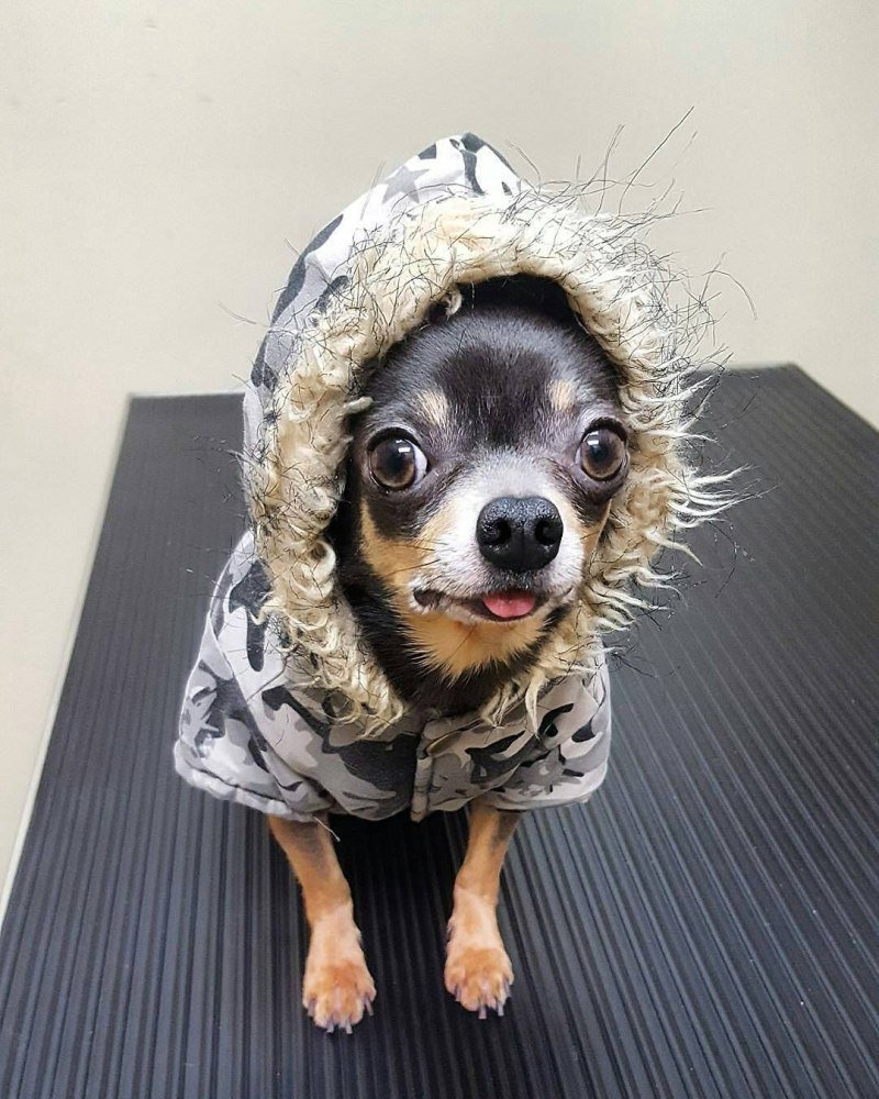 Безумные щенки