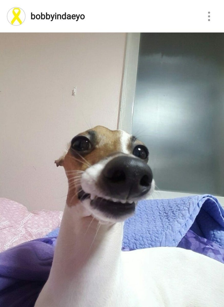 Чокнутая собачка