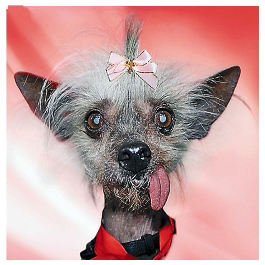 Чихуахуа китайская хохлатая