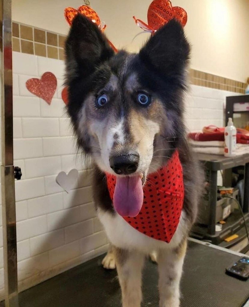 Бездомная хаски Джубили