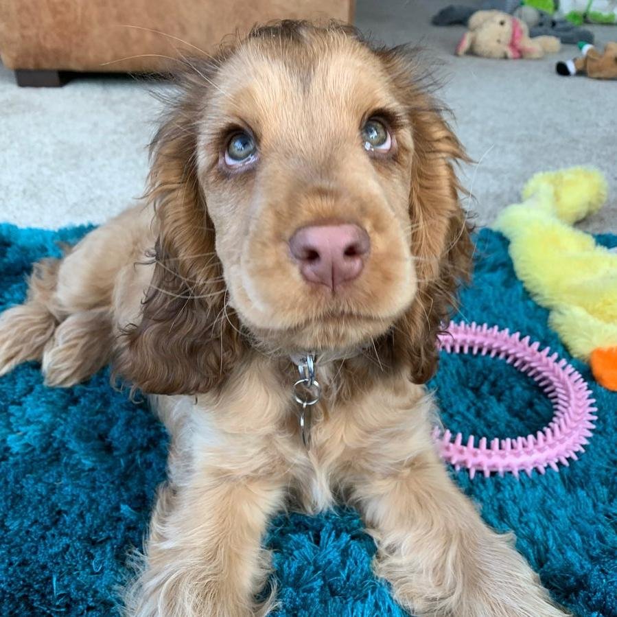 Голубоглазый кокер спаниель