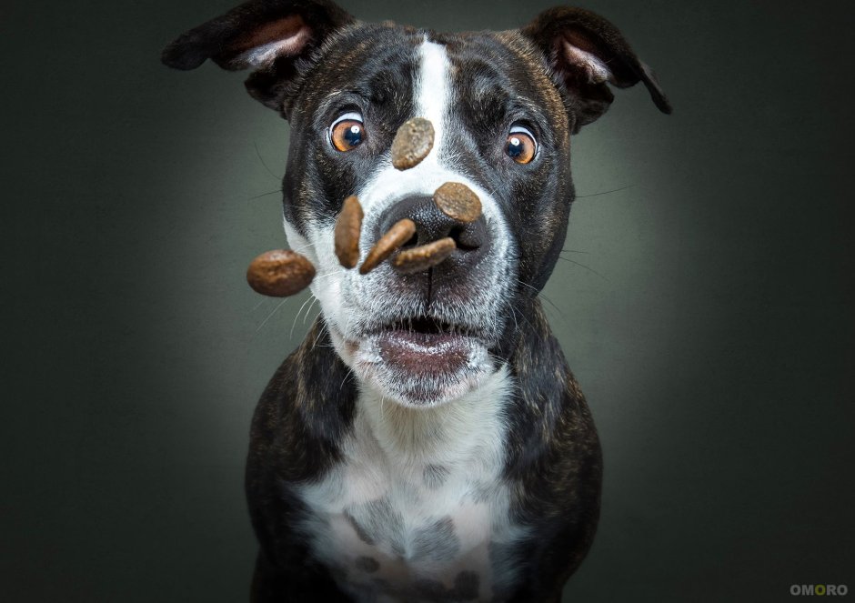 Смешные морды собак