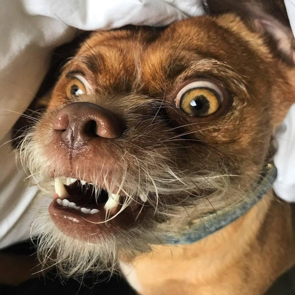 Смешная собачья морда