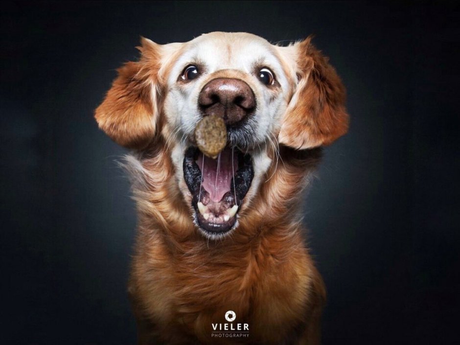 Смешные собаки