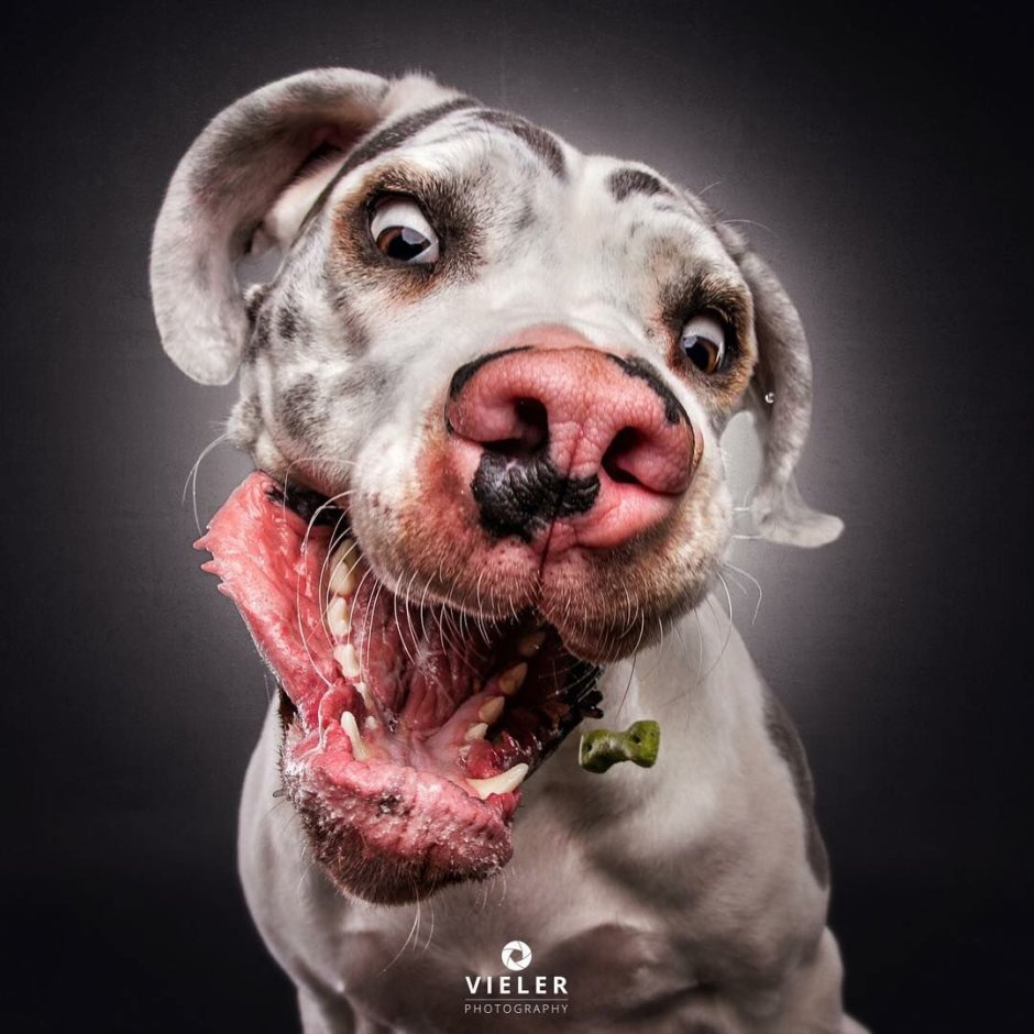 Самая креативная собачка