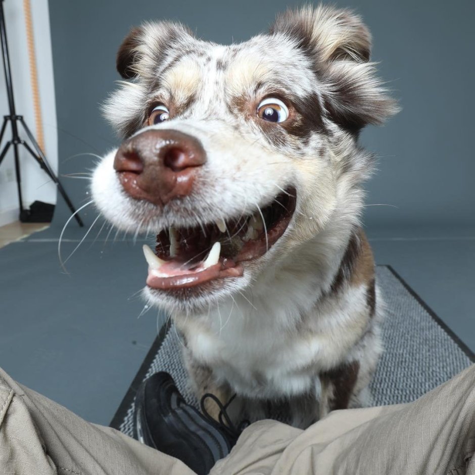 Смешная сумасшедшая собака