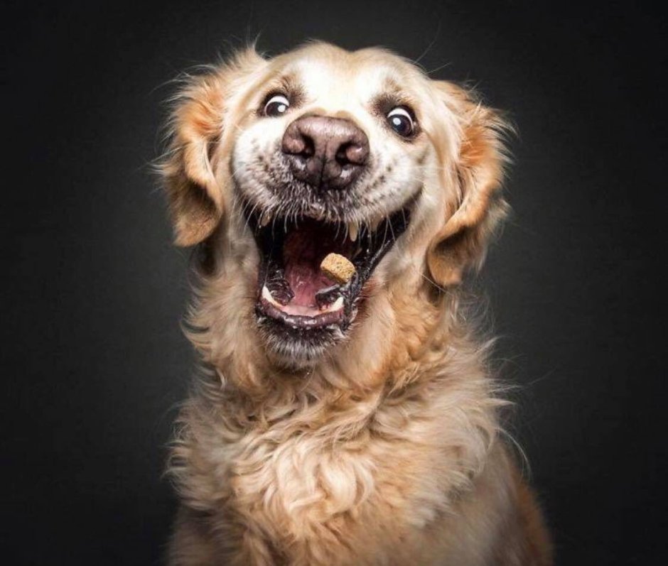 Смешные собаки