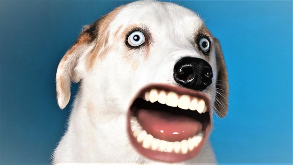 Собака с человеческими зубами