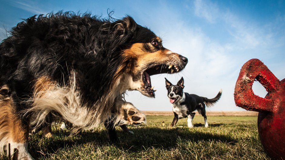 Собака в гневе