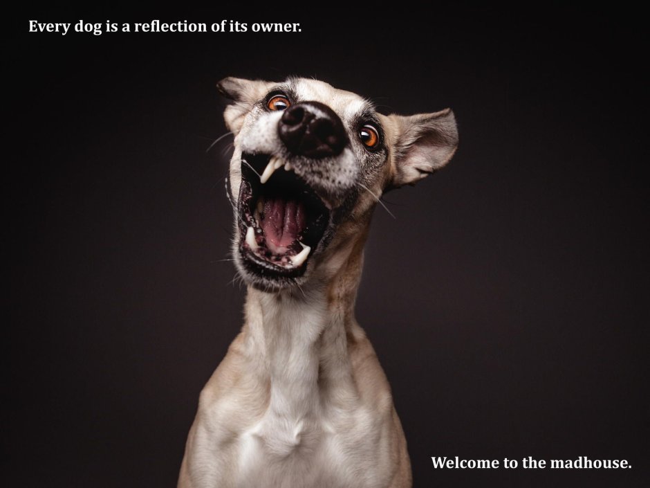 Эльке Фогельзанг