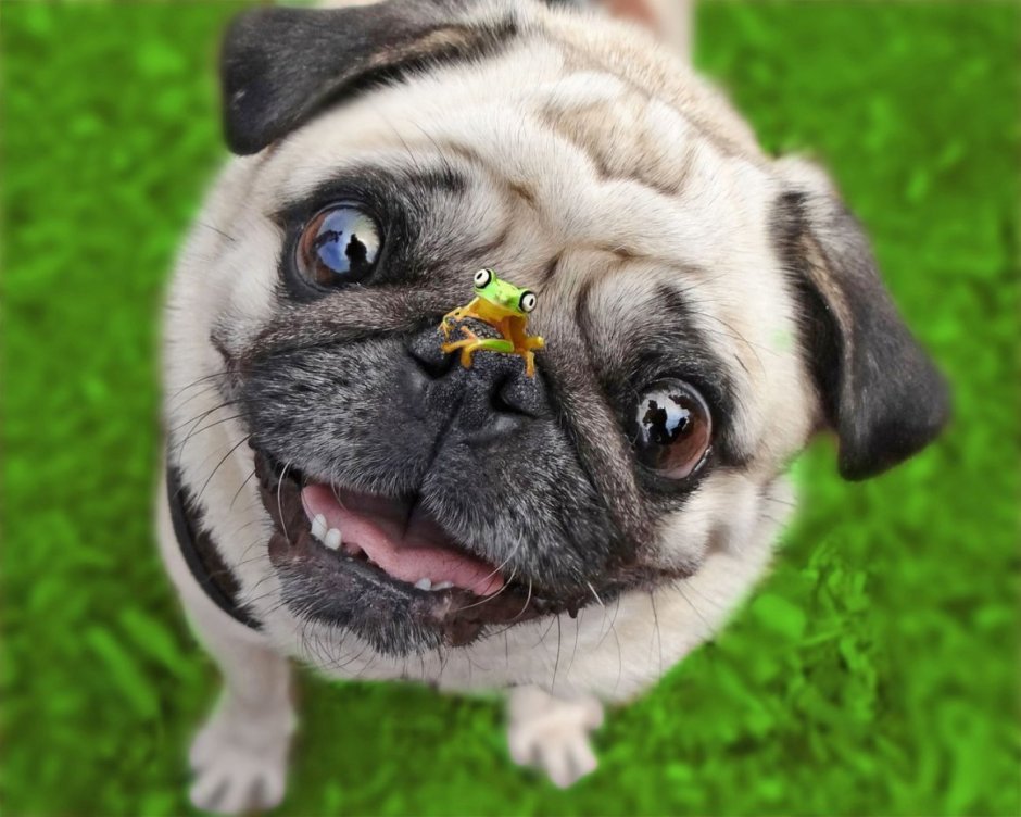 Мопс взрослый