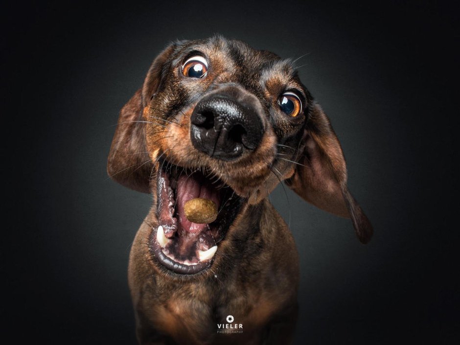 Смешная морда таксы