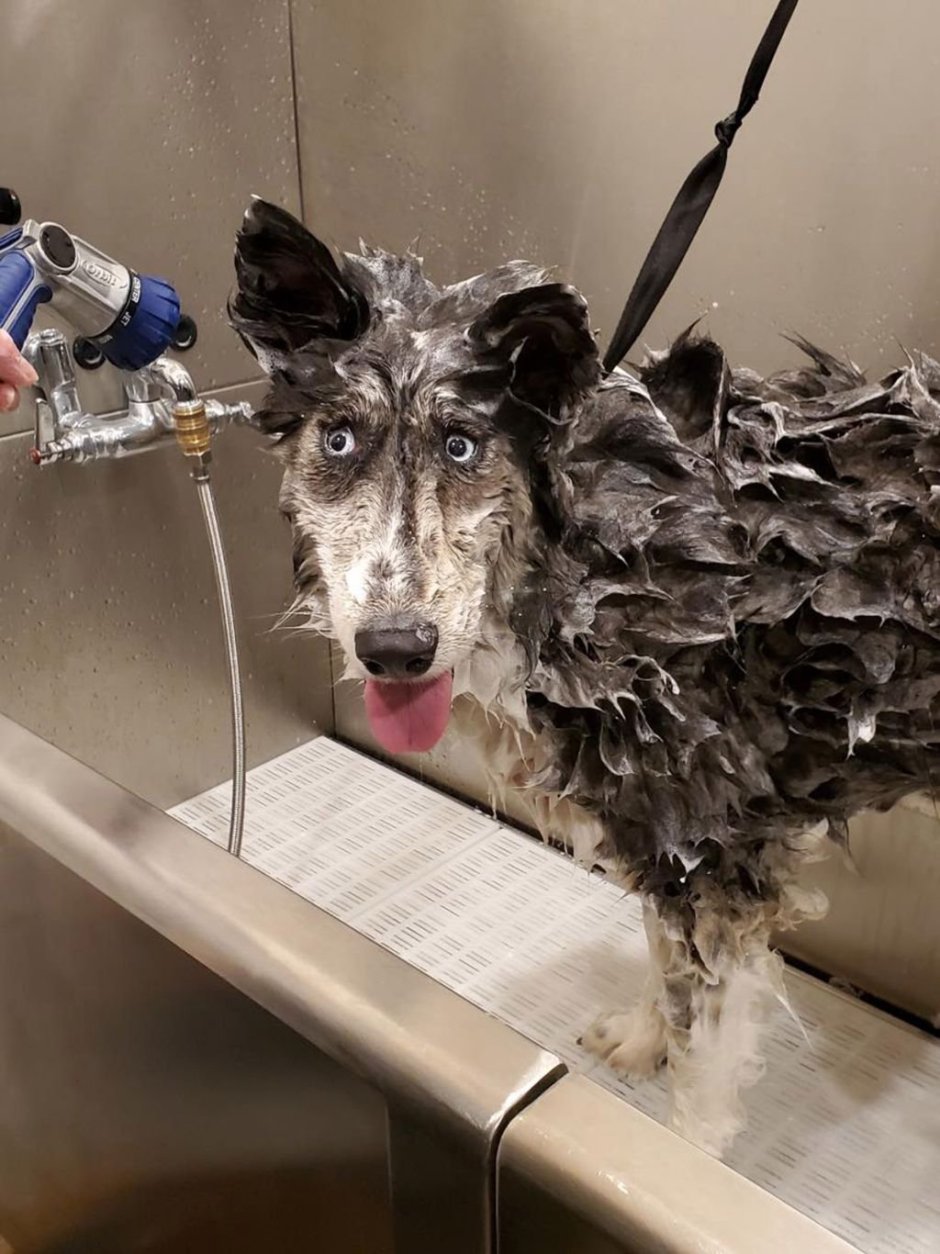 Бездомная хаски Джубили