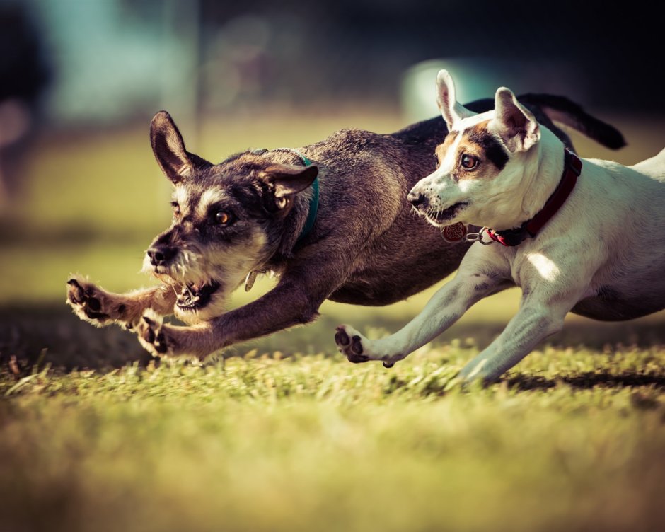 Собака убегает