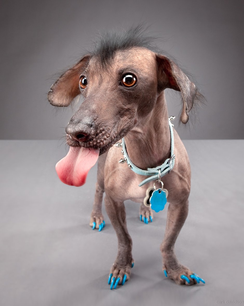 Смешные картинки с животными