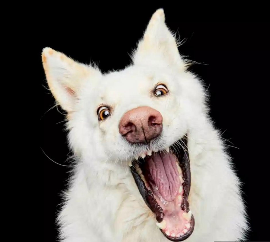 Безумная псина